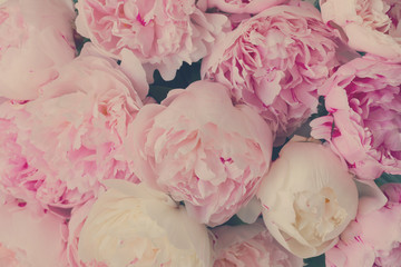 Pink floral background of fresh pink peony flowers, retro toned