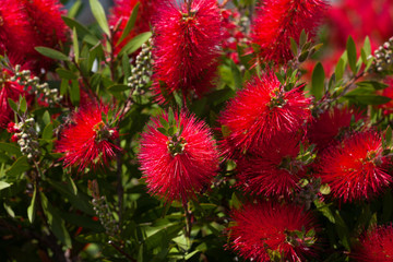 Blossoming flowers of callistemon