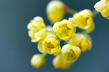 Closeup of a small yellow bush flowers on the green background