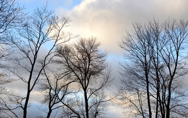Silhouettes of trees without leaves at autumn.