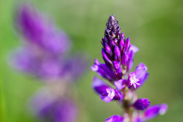 Closeup of a willow-herb flower on the meadow, macro shot