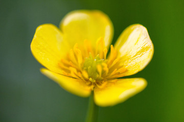 Closeup of a small yellow flower on the green background