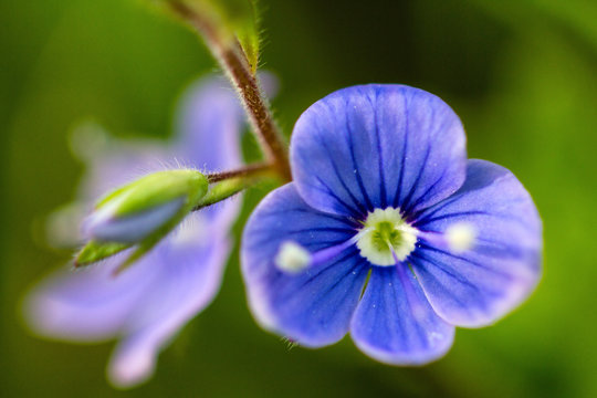 Closeup of a speedwell  flower, top view, macro shot