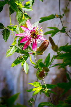 Closeup of pink passion flower on vine