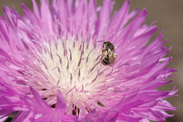 Macro photo of a bee close up. A bee collects nectar from flower Asters. Bee on a flower. Macro photo of an insect in summer Sunny day.