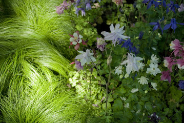 Different botanical / hybrid qualities of perennial aquilegia plants (ranuncolaceae), in full...