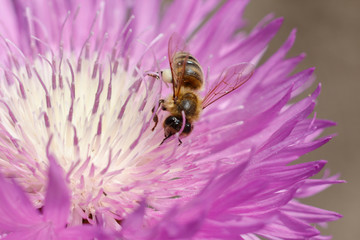 Macro photo of a bee close up. A bee collects nectar from flower Asters. Bee on a flower. Macro photo of an insect in summer Sunny day.