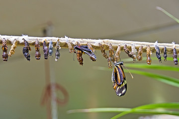 butterflies emerging from pupas