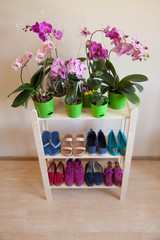 Rows of colorful women's shoes (ballet shoes) in the wardrobe. Selective focus