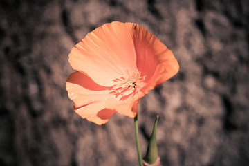Close up of a Californian poppy in a garden