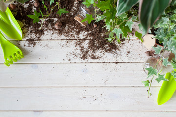 Potted plants in pots. Transplanting flowers. White background.