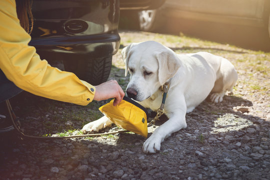 Junger labrador retriever hund welpe trinkt etwas wasser aus einem napf auf einem parkplatz 