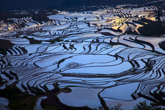 Rice Paddy Terraces, Yuanyang, China