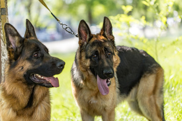 Two dogs of a sheepdog on the nature