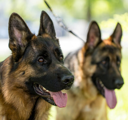 Two dogs of a sheepdog on the nature
