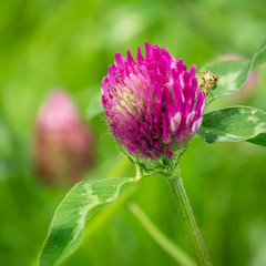 Purple clover with a little torch.
