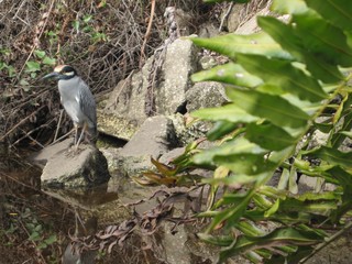 grey heron