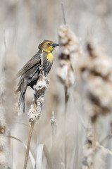 Female yellow-headed blackbird in amongst the cattails.