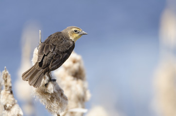 Female yellow-headed blackbird resting on cattails by a pond