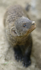 banded mongoose (Mungos mungo)