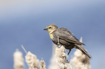 Female yellow-headed blackbird resting on cattails by a pond