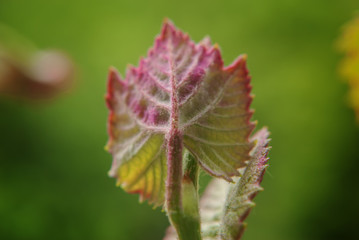 young vine leaf closeup