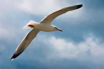 A seagull is flying in the sky.