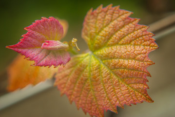 young vine leaf closeup