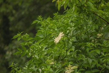 green elder bush blooming