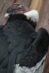 side shot of andean condor in the park