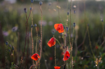 Blossoming wild red summer poppy flowers poppies at sunset light. Focus on poppies