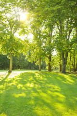 Naklejka premium 公園 太陽光