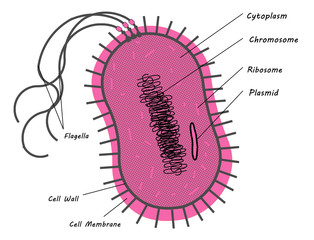 Illustration of bacterium