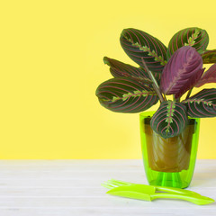 Potted plants in pots. Yellow background.