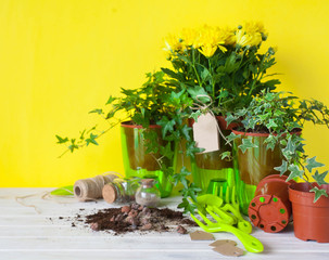 Potted plants in pots. Yellow background.
