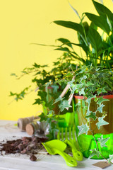 Potted plants in pots. Yellow background.