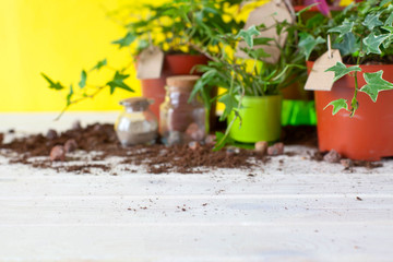 Potted plants in pots. Yellow background.