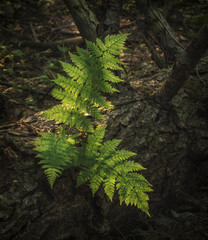 fern in the sunlight at sunrise