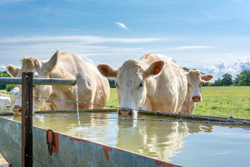 campagne française. Certaines vaches boivent de l& 39 eau à un point d& 39 abreuvement sur le pâturage.