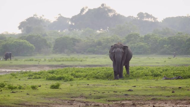 Wild Asian Elephant in Sri Lankan Wildlife Sanctuary