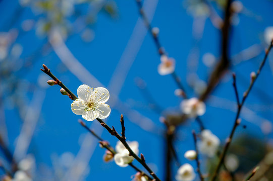 White cherry Blossom