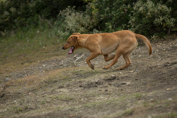 Obraz na płótnie Canvas Gun Dog Training