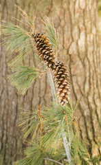 pine cones