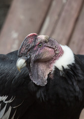 side shot of andean condor in the park