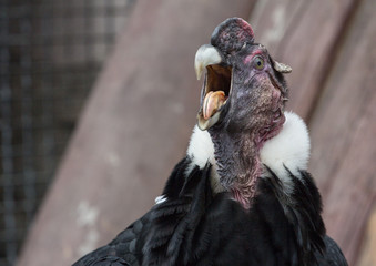fullface of screaming andean condor in the park

