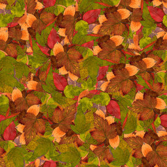 seamless background with bright multicolored leaves of raspberry, hawthorn, aspen