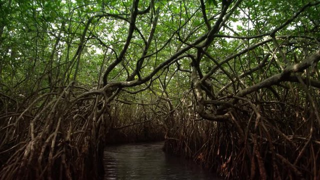 Tunnel through the Mangroves in Sri Lanka