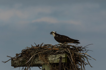 Osprey