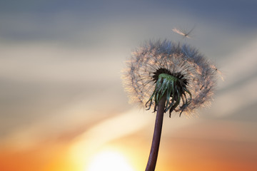 white Dandelion in the sky with the sun