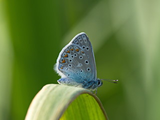 blauer Schmetterling mit Punkten als Makroaufnahme